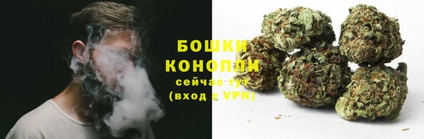 прущие грибы Новозыбков